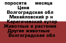 поросята 1.5 месяца.  › Цена ­ 3 000 - Волгоградская обл., Михайловский р-н, Карагичевский хутор Животные и растения » Другие животные   . Волгоградская обл.